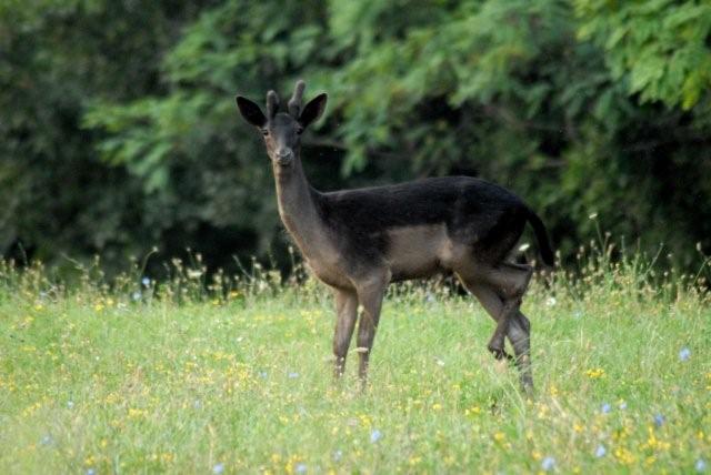 QUIZ:  INDOVINA L''UNGULATO!!! (per i non 